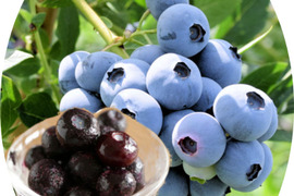 完熟手摘み選別した冷凍ブルーベリー１Kg ：ノーザン系（250gの4パック）：ひと粒に、自然の贅沢をそのまま閉じ込めて。凍ったままが美味しい！