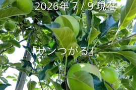 【先行予約】８月から収穫出来ます！「サンつがる約5kg」酸味からの甘味ジューシーデスよ！安定のバランスです。