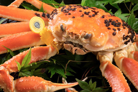 ⭐️ついに販売開始‼️宮内庁御用達の三国港の【越前蟹】冬の王者ブランドの黄色のタグ
※蟹では日本で初めての水産省の地理的表示G1認定の表示、
歴史・格式・品質保証が揃った一杯［茹で蟹]　数量限定、