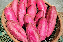 安納芋（土付）＆シルクスイート