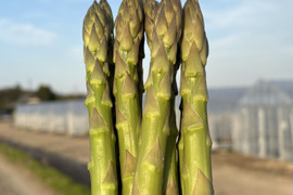 【受賞記念&登録記念🎊】那須塩原産アスパラガス｜1.0kg｜朝採れ｜サイズ混合｜M～２L｜じゅわっと春を感じる