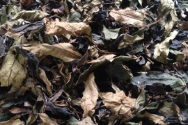 白茶（2024年）やぶきた 　農薬・肥料不使用 加茂自然農園のお茶