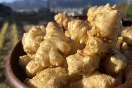 【自然栽培】丹沢山麓のスーパーフード菊芋4kg 農薬不使用・肥料不使用 80サイズ