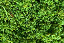 【春の香り】花山椒/はなさんしょう/天然/高級山菜/100g【4/26~27発送】【冷蔵便】