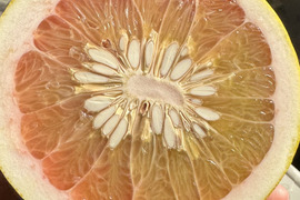 チャンドラポメロ