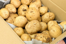 【ストックに最適！】農薬・化学肥料不使用☆M・L混在じゃがいも５㎏（男爵）