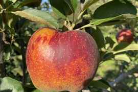 【訳あり】深紅色が目を引くりんご　秋映　（8個から12個）