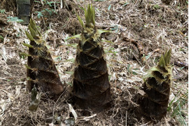 朝どれ！大きなタケノコ　鹿児島県産　3キロ　ボリュームたっぷり食べ応えあります！