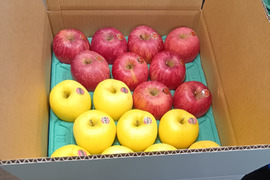 【岩手・紫波町】特別栽培「サンふじ」「はるか」の詰め合わせ（ご家庭用・5kg）