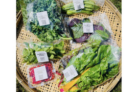 【朝採れ】自然栽培旬野菜セット・約6種類（草の力だけで育てたこだわりの無肥料野菜）