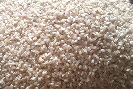 ササニシキ 2kg （2024） 自然栽培お茶農家が育てたお米　加茂自然栽培　農薬・肥料不使用