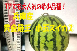 兵庫産 黄金羅王　TVで大人気　小玉スイカ1玉　ご家庭用②
