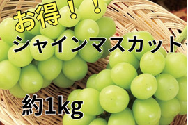 お得！大粒！ジューシー！長野県産シャインマスカット約1kg(2房)