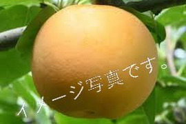 第2弾！先行予約！長野県産【秋月】あきづき 赤梨。７〜１１玉。