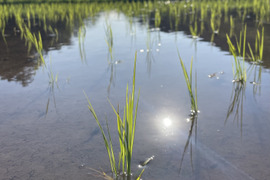 きてらのもち米🌟マンゲツモチ・島根県・山のお米！！弥栄-白米5kg-農薬不使用-隠れた名産地‼︎‼︎