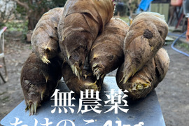 農薬無使用　千葉県産　たけのこ　4kg