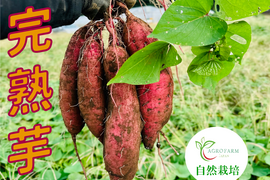 〇 ６ヶ月間熟成しました 〇【限定特別価格】
 完熟芋🍠農薬不使用　紅はるか（10kg）