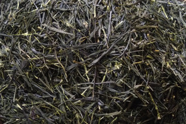 お茶・茶葉　農薬・肥料不使用　緑茶（2024） 煎茶 在来種 新茶 加茂自然農園のお茶