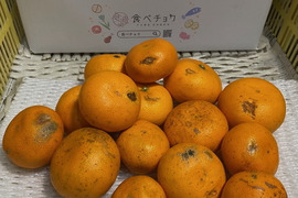 【訳ありだけど味は本物】もったいないが美味しい🍊濃厚せとか（加工用）