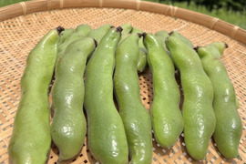 初夏の旬！🫛✨まずはお試し！オーガニック空豆　500g & 平飼い有精卵 40個のセット
Organic Fava beans and Eggs【有機JAS認証取得】