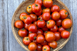 【有機JAS ミディトマト2gk】貴重な露地栽培！オーガニックミディトマト！今年は大変良い出来！フルーツトマト品種の美味しさを感じてください！露地栽培なので雨や台風で急になくなるかも⁈お見逃しなく！