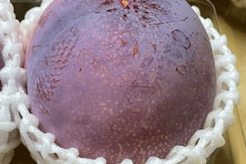 希少すもも、極上の味！貴陽(すもも)  1.8kg 6〜9個