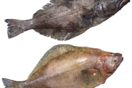 現品限り【知床羅臼直送】2種のカレイ 食べ比べセット アブラガレイ ギンガレイ