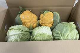 数量限定！納豆菌栽 淡路島甘蜜キャベツ3個とオレンジカリフラワー2個