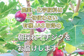 希少  有機JASの福岡県産いちじく　8-9月より順次発送の予約商品　1箱9個〜12個(1kg程度)　無花果・イチジク