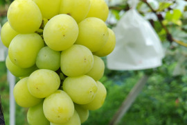 棚田で育てた🍇岡山県産シャインマスカット（ご家庭用・１ｋｇ）