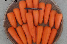 にんじん　5kg【栽培期間農薬不使用】