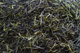 お茶・茶葉　農薬・肥料不使用　緑茶（2024） かぶせ茶　やぶきた 加茂自然農園のお茶