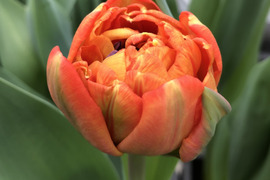 【限定10名】2月20日（金）～24（火）発送　 チューリップ切花　八重咲きミックス20本　4種×5本　見つけた人、超ラッキー!!!　※北海道・沖縄県配送不可※