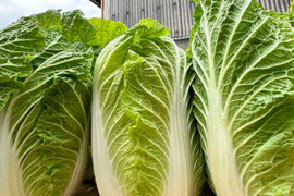 今年も販売します‼️甘みが増した白菜120サイズの箱に入れてお届け‼️