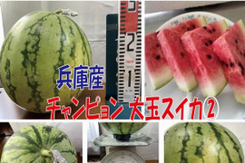 【最短発送】兵庫産チャンピオン 大玉スイカ　6700ｇ