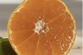 有田みかん【5kg（箱込）・ご家庭用】