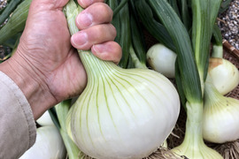 甘くてとろける！無農薬早生新玉ねぎ6kg