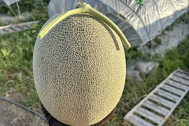 【完熟収穫】追熟の必要がないペルルメロン2玉