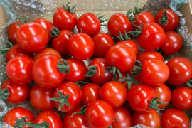 プチプチ食感！から紅のミニトマト