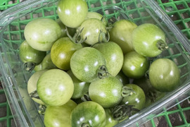 【数量限定】青トマト！未熟青採りミニトマト　家庭用1.8kg
