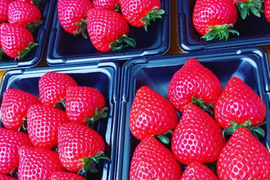 埼玉いちご「あまりん」270ｇ×2ｐ