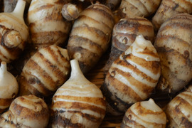 🌟やわらかくてクリーミー！京都里山の有機海老芋2㌔🌟この時期だけの希少な京都産海老芋！お早めにどうぞ！