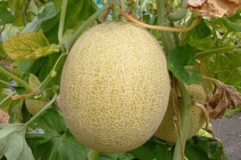 予約！白肉のあまーい高糖度ネットメロン　ムーンライト 2.5kg1玉