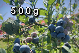 ゆめじろう　完熟　生ブルーベリー【大粒〜特大】(180g×10p) ブルーベリー 生の通販｜食べチョク｜産地直送(産直)お取り寄せ