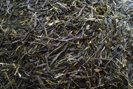 お茶・茶葉　農薬・肥料不使用　緑茶（2024） 玉露　ごこう 加茂自然農園のお茶