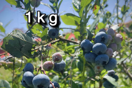 【シーズン終盤の晩成品種】自然栽培生ブルーベリー（北海道産）1kg