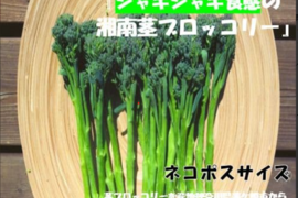 神奈川県産　茎ブロッコリー（スティックセニョール）