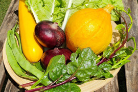 テーマは『カラフル&珍しい』野菜セット(野菜6種類入り)農薬・化学肥料不使用