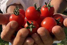 【糸島産】味が濃くて甘い♪ ミニトマト1キロ