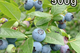 【生ブルーベリー】昔ながらの品種の生ブルーベリー（北海道産）500g